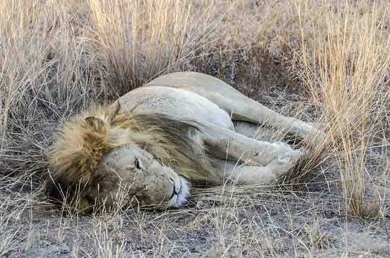 León - parque nacional Kruger - Sudáfrica 2.jpg